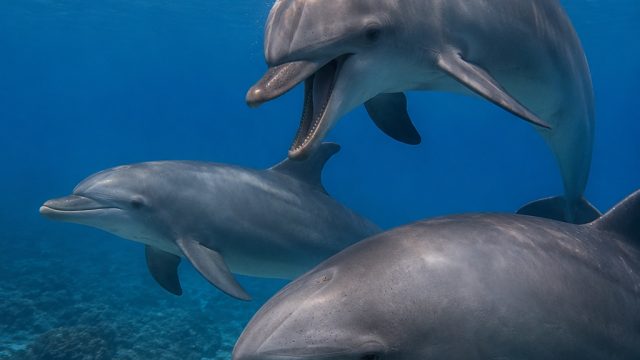 Dolphins Exhibit Mem
