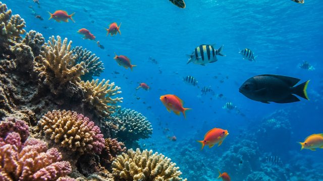 Exploring the Wonders of Ocean Life: A Dive into Fascinating Species